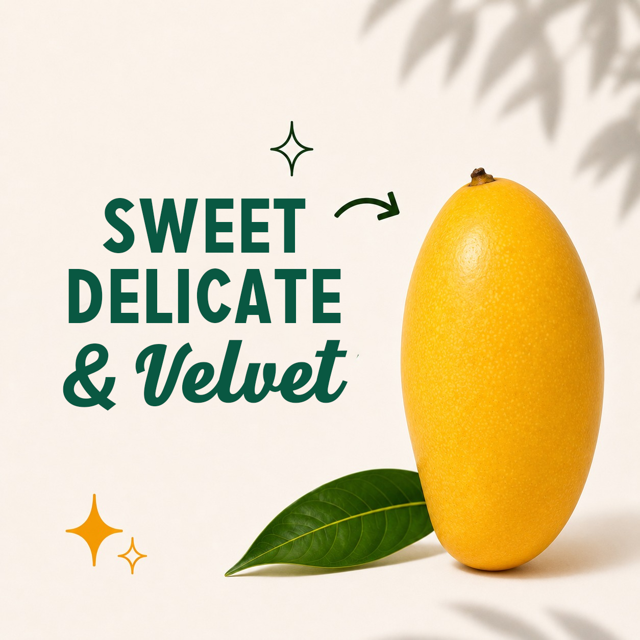 Organic Sindhri Mango | Pre-Booking, Harvesting from 15th June